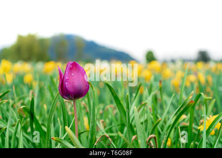 Deep Purple Pink Tulip wachsen in einem Blume Bereich auf einem Bauernhof. Hell Grün, hohe Stiele und gelbe Tulpen im Hintergrund. Selektiver Fokus auf Tulpe. Stockfoto