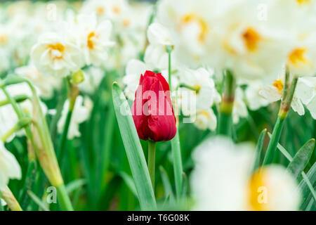 Red French tulip wachsende unter weißen Narzissen in einer Blume, in einem Tulip Festival gesehen. Grünen Stengel angezeigt. Romantische rote Farbe auf die Tulpe. Stockfoto