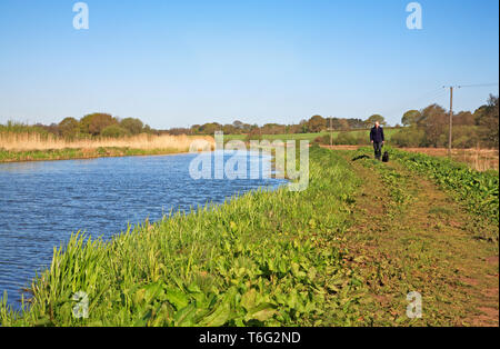 Ein Blick auf die wiederhergestellten Fußweg von der Old North Walsham und Dilham Kanal durch Ebridge Mill Pool, in der Nähe von North Walsham, Norfolk, England, UK, Europa. Stockfoto