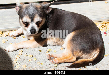 Sonnenfleck Babys - ein schönes Blau und Tan Chihuahua genießen Sie den Sommer Strahlen Stockfoto