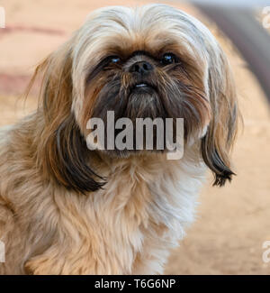 Wunderschöne Gold, Schwarz maskierten Shih Tzu Welpen sitzen Ziemlich, posiert für die Kamera Stockfoto