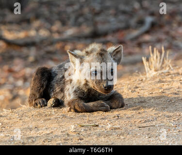 Eine Tüpfelhyäne Cub im Südlichen Afrika Stockfoto