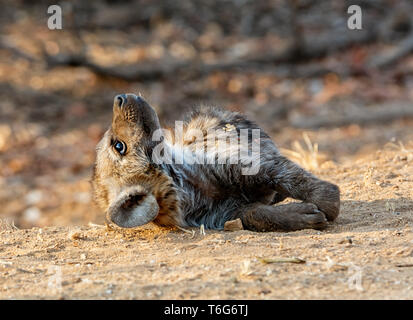 Eine Tüpfelhyäne Cub im Südlichen Afrika Stockfoto