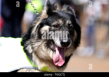 Nairobi, Kenia. Mai, 2019. Ein ausgebildeter Hund gesehen während der Feierlichkeiten ging. kenianer Tag der Arbeit im Uhuru Park in Nairobi, wo einige Jugendliche gegen die grassierende Korruption und schlechte Führung in Kenia protestiert gefeiert. Arbeitslosigkeit und Unterbeschäftigung ist weit verbreitet im Land. Credit: Billy Mutai/SOPA Images/ZUMA Draht/Alamy leben Nachrichten Stockfoto