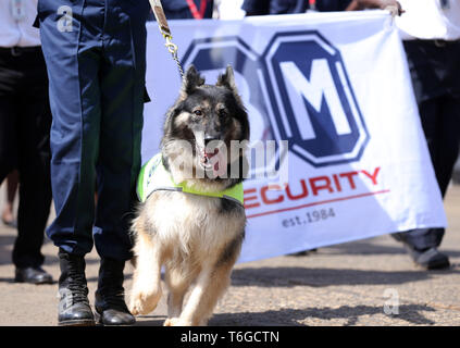 Nairobi, Kenia. Mai, 2019. Ein ausgebildeter Hund gesehen während der Feierlichkeiten ging. kenianer Tag der Arbeit im Uhuru Park in Nairobi, wo einige Jugendliche gegen die grassierende Korruption und schlechte Führung in Kenia protestiert gefeiert. Arbeitslosigkeit und Unterbeschäftigung ist weit verbreitet im Land. Credit: Billy Mutai/SOPA Images/ZUMA Draht/Alamy leben Nachrichten Stockfoto