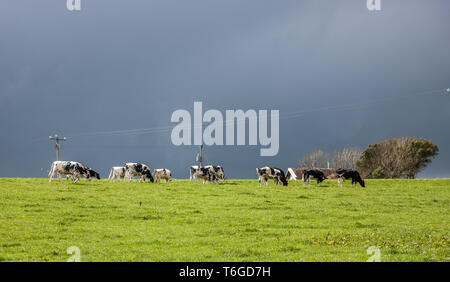 Fennells Bay, Co Cork, Irland. 01 Mai, 2019. Irlands Klima ist ideal für den Anbau von Gras und Kühe draußen auf der saftig grünen Wiesen und Weiden für die meiste Zeit des Jahres grase können. Dies hat dazu beigetragen, die Landwirtschaft Marke Kerrygold, der erste irische Lebensmittel Marke werden in jährlichen Einzelhandel Wert überschritten auf 1 Mrd. €. Bild zeigt eine Kuhherde grasing auf saftig grünen Weide an fennells Bay, Co Cork, Irland. Quelle: David Creedon/Alamy leben Nachrichten Stockfoto