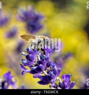 Biene auf Violett Lavendel Stockfoto