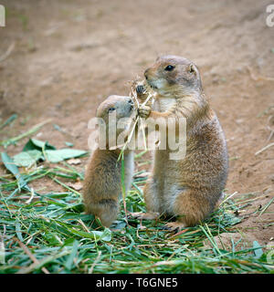 Prairie dog Mutter und ihr Junges Stockfoto