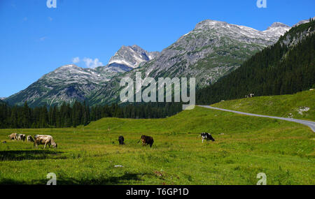 Kühe in der alpinen Landschaft, Österreich, Europa, Stockfoto