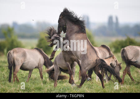 Konik Ponys Kampf um die Vorherrschaft bei der Geburt Jahreszeit an der National Trust Wicken Fen Naturschutzgebiet in Cambridgeshire, dessen 120. Geburtstag in diesem Jahr feiern. Stockfoto