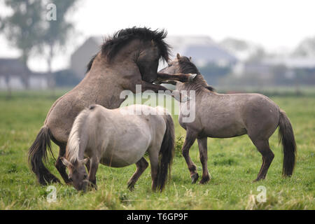 Konik Ponys Kampf um die Vorherrschaft bei der Geburt Jahreszeit an der National Trust Wicken Fen Naturschutzgebiet in Cambridgeshire, dessen 120. Geburtstag in diesem Jahr feiern. Stockfoto