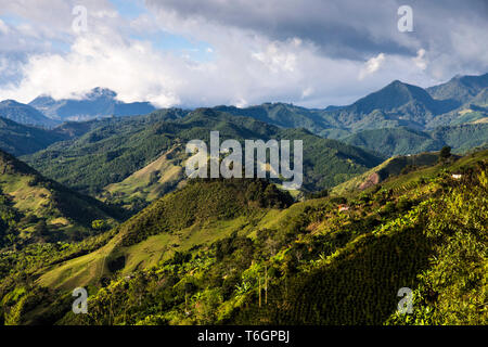 Felder der Kaffee in einer Kaffeefarm in Caldas Stockfoto