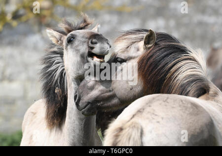 Konik Ponys Kampf um die Vorherrschaft bei der Geburt Jahreszeit an der National Trust Wicken Fen Naturschutzgebiet in Cambridgeshire, dessen 120. Geburtstag in diesem Jahr feiern. Stockfoto