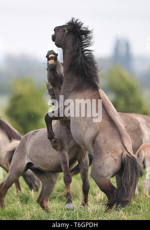 Konik Ponys Kampf um die Vorherrschaft bei der Geburt Jahreszeit an der National Trust Wicken Fen Naturschutzgebiet in Cambridgeshire, dessen 120. Geburtstag in diesem Jahr feiern. Stockfoto