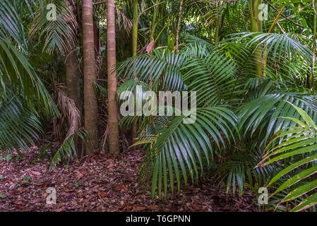 Von tropischen Palmen Blätter, grünen Regenwald Hintergrund Stockfoto