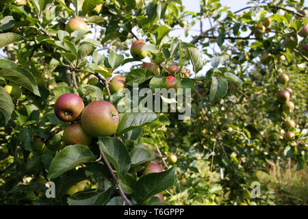 Äpfel wachsen auf Apfelbäume Stockfoto