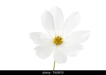 Garten Kosmos oder mexikanischen Aster, Cosmos Bipinnatus Stockfoto