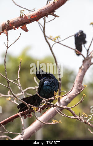 Boot tailed grackle Vogel Quiscalus major Stockfoto