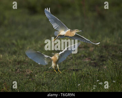Squacco Heron, Ardeola ralloides, Ost Europa Stockfoto