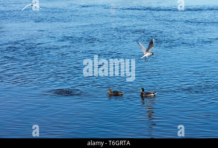 Zwei schöne wilde Enten schwimmen auf der glatten Oberfläche des Flusses und eine kleine Fische fangen. Lokale Möwen stehlen Fisch von Enten. Stockfoto