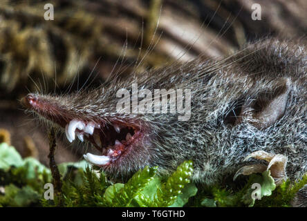 Mehr Weiß - gezahnte Spitzmaus (Crocidura psathyrella). tot gefunden in meinem Garten im Südwesten Frankreichs. Fotografiert weiße Zähne zu zeigen. Stockfoto