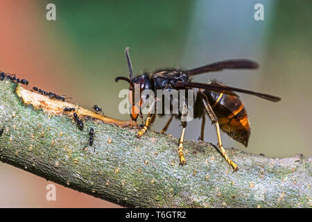 Asiatische Hornisse (Vespa velutina) Jetzt ein schädling Arten in Frankreich dieses Foto in meinem Garten in Hautes-Pyrenees genommen wurde. Stockfoto