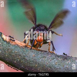 Asiatische Hornisse (Vespa velutina) Jetzt ein schädling Arten in Frankreich dieses Foto in meinem Garten in Hautes-Pyrenees genommen wurde. Stockfoto