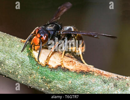 Asiatische Hornisse (Vespa velutina) Jetzt ein schädling Arten in Frankreich dieses Foto in meinem Garten in Hautes-Pyrenees genommen wurde. Stockfoto