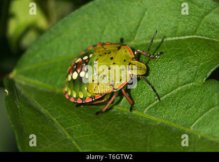 Stinken oder Shield Bug (Heteroptera sp.) eine Nymphe auf einem Hibiscus syriacus Blatt. Stockfoto