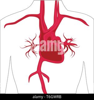 Arterie System im menschlichen Körper Vector Illustration Stock Vektor