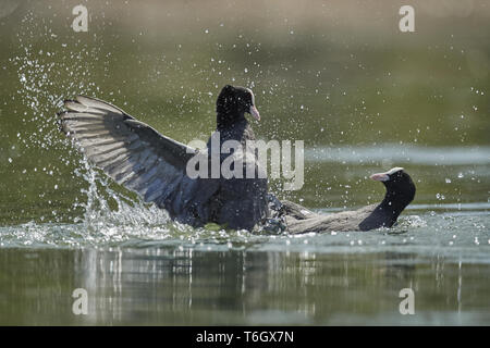 Eurasischen Blässhuhn, Fulica atra, Deutschland Stockfoto