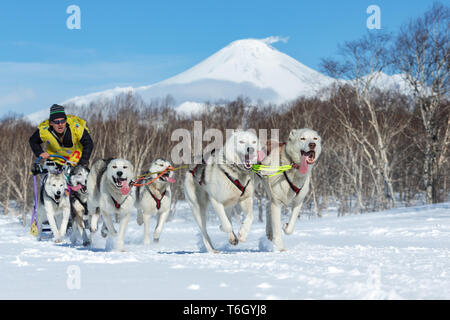 Kamtschatka, Russland - 25.Februar 2017: Russische Tasse Hund Schlittenhunderennen (Schnee Disziplinen), Kamtschatka Schlittenhunderennen Beringiya. Ausführen von Husky Sled Dog Team mu Stockfoto