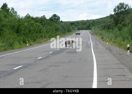 Hungrigen jungen Wilden Kamtschatkas Braunbären Spaziergang entlang eine asphaltierte Landstraße. Eurasien, Russischen Fernen Osten, Kamtschatka Kamtschatka. Stockfoto