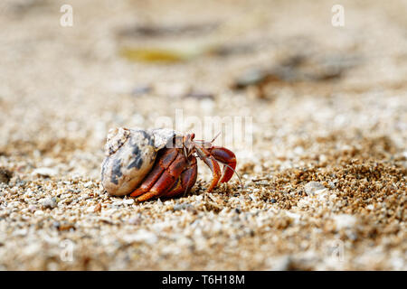 Nahaufnahme einer einsiedlerkrebs (coenobitidae) trägt eine Shell Shell als Unterschlupf und läuft auf den Sand am Strand, engen Fokus mit unscharfen Hintergrund Stockfoto