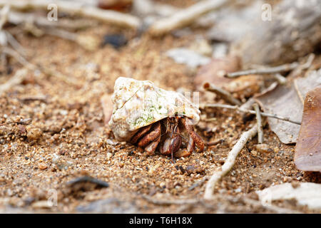 Natürliche Nahaufnahme eines Einsiedlerkrebs (coenobitidae), schützt eine Shell, in der Nähe vom Strand, umgeben von Laub und Zweige, engen Fokus mit Stockfoto