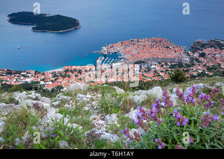 Blumen und Felsen. Blick auf Dubrovnik, Altstadt, Blick von der Spitze des Sergio Hügels. Dalmatien. Kroatien. Europa Stockfoto