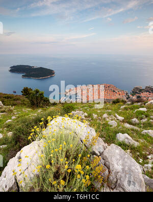 Gelbe Blumen und Felsen. Blick auf Dubrovnik, Altstadt, Blick von der Spitze des Sergio Hügels. Dalmatien. Kroatien. Europa Stockfoto