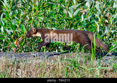 Marder oder Marder, Martes martes, Europa Stockfoto