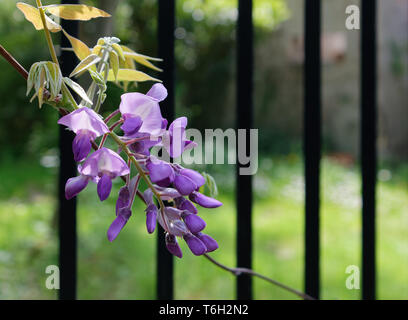 Detail der wunderschönen zarten lila Blüten von Glyzinien, gegen einen metallzaun in einer natürlichen Umgebung. Stockfoto