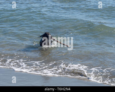 Gerne Hund spielen der Stick im Meer holen. Spaß im Freien. Stockfoto