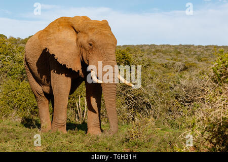 Elephant walking stolz durch die Büsche Stockfoto