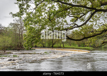 Die Horseshoe Falls auf dem Fluss Dee an Llangollen Llangollen Canal, wo die Wasserversorgung erhält. Stockfoto