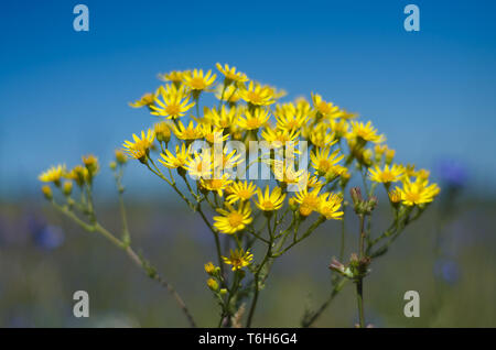 Helle gelbe Blumen in Feld am blauen Himmel Hintergrund im sonnigen Sommertag Stockfoto