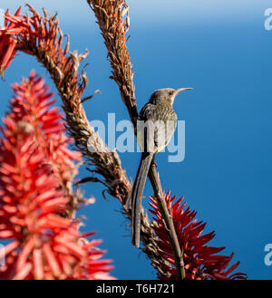 Ein männlicher Cape Sugarbird auf einem roten winter Aloe Stockfoto