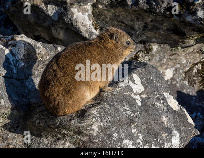 Ein Klippschliefer, auch als Dassie bekannt, liegend auf einem Felsen im südlichen Afrika Stockfoto