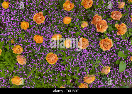 Gelbe parrot Tulpen mit Vergiss-mich-nicht-krautigen Pflanzen in einem Park Stockfoto