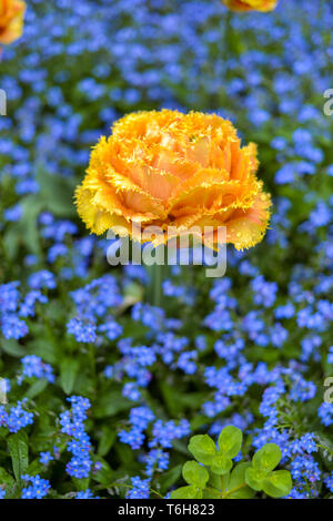 Gelbe parrot Tulpen mit Vergiss-mich-nicht-krautigen Pflanzen in einem Park Stockfoto