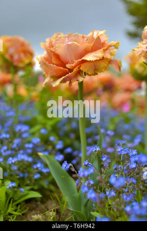 Gelbe parrot Tulpen mit Vergiss-mich-nicht-krautigen Pflanzen in einem Park Stockfoto