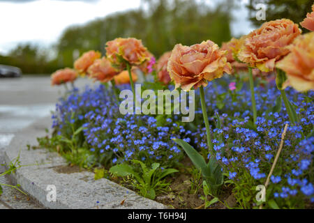 Gelbe parrot Tulpen mit Vergiss-mich-nicht-krautigen Pflanzen in einem Park Stockfoto