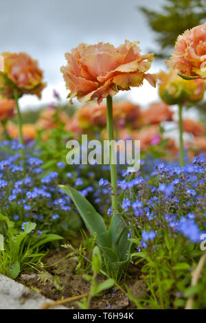 Gelbe parrot Tulpen mit Vergiss-mich-nicht-krautigen Pflanzen in einem Park Stockfoto